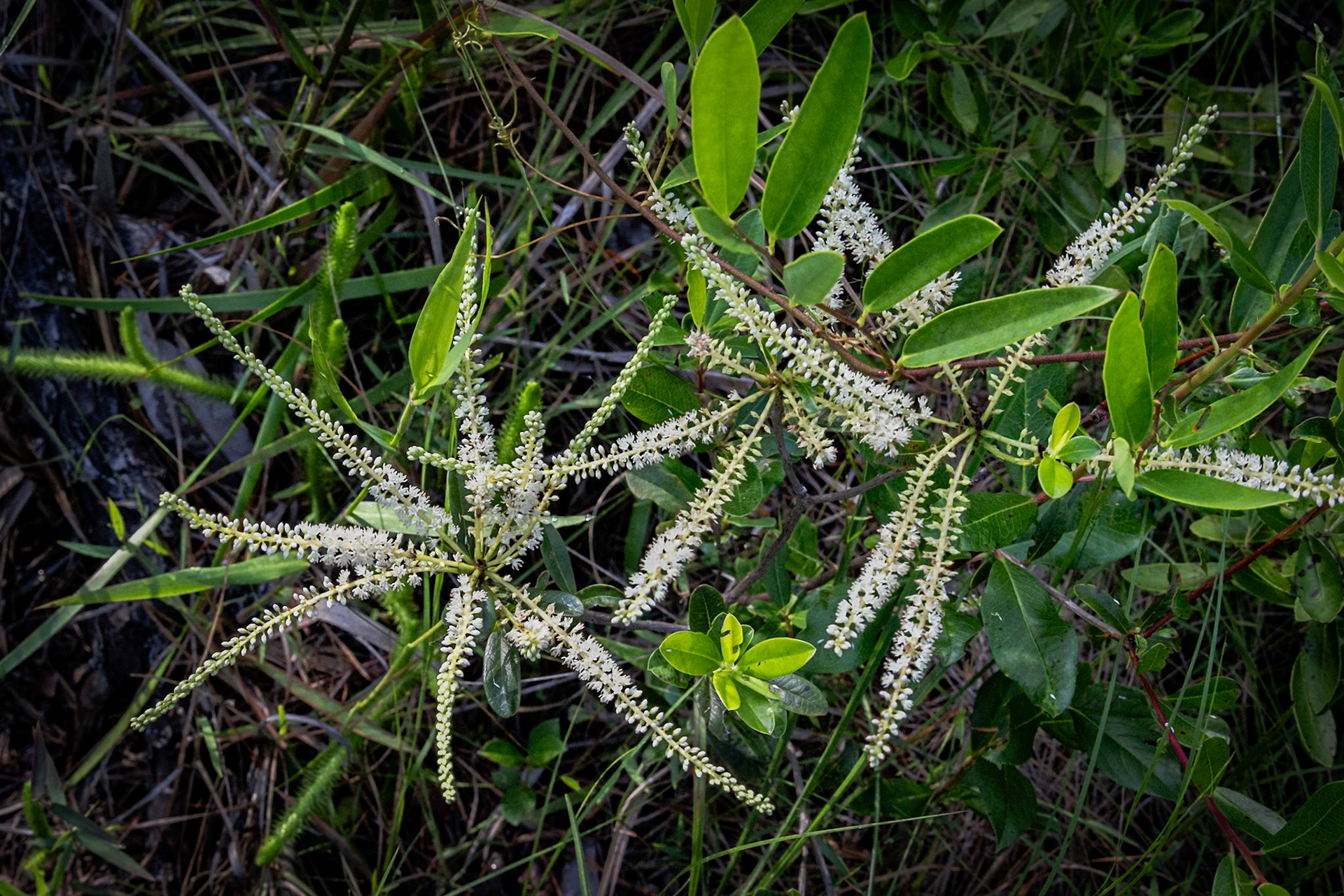 Black titi 5, Greeen Swamp Preserve