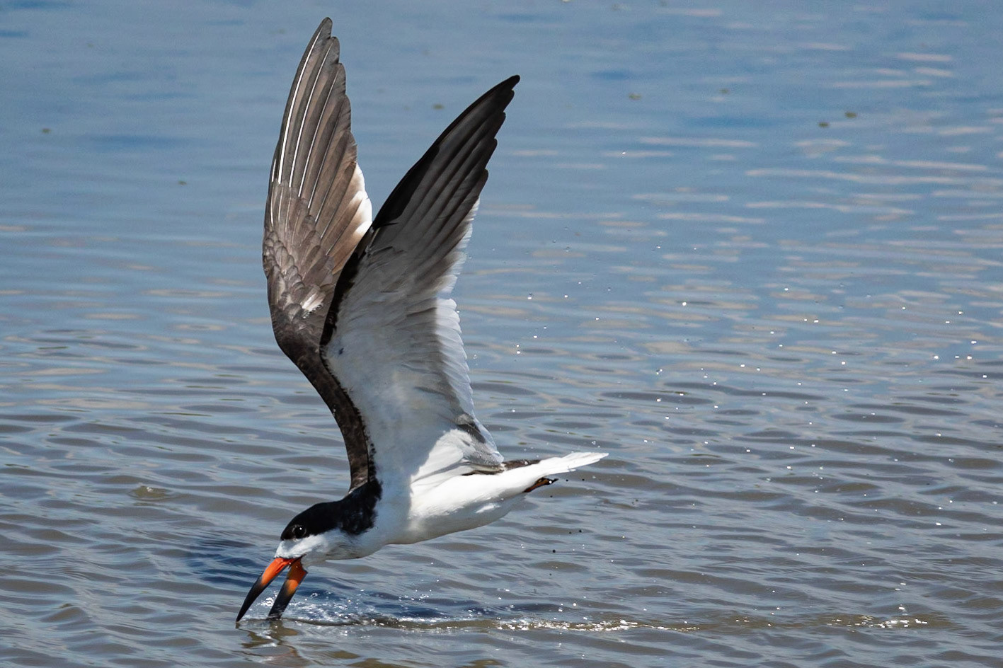 Black Skimmer 5, OIB ICW