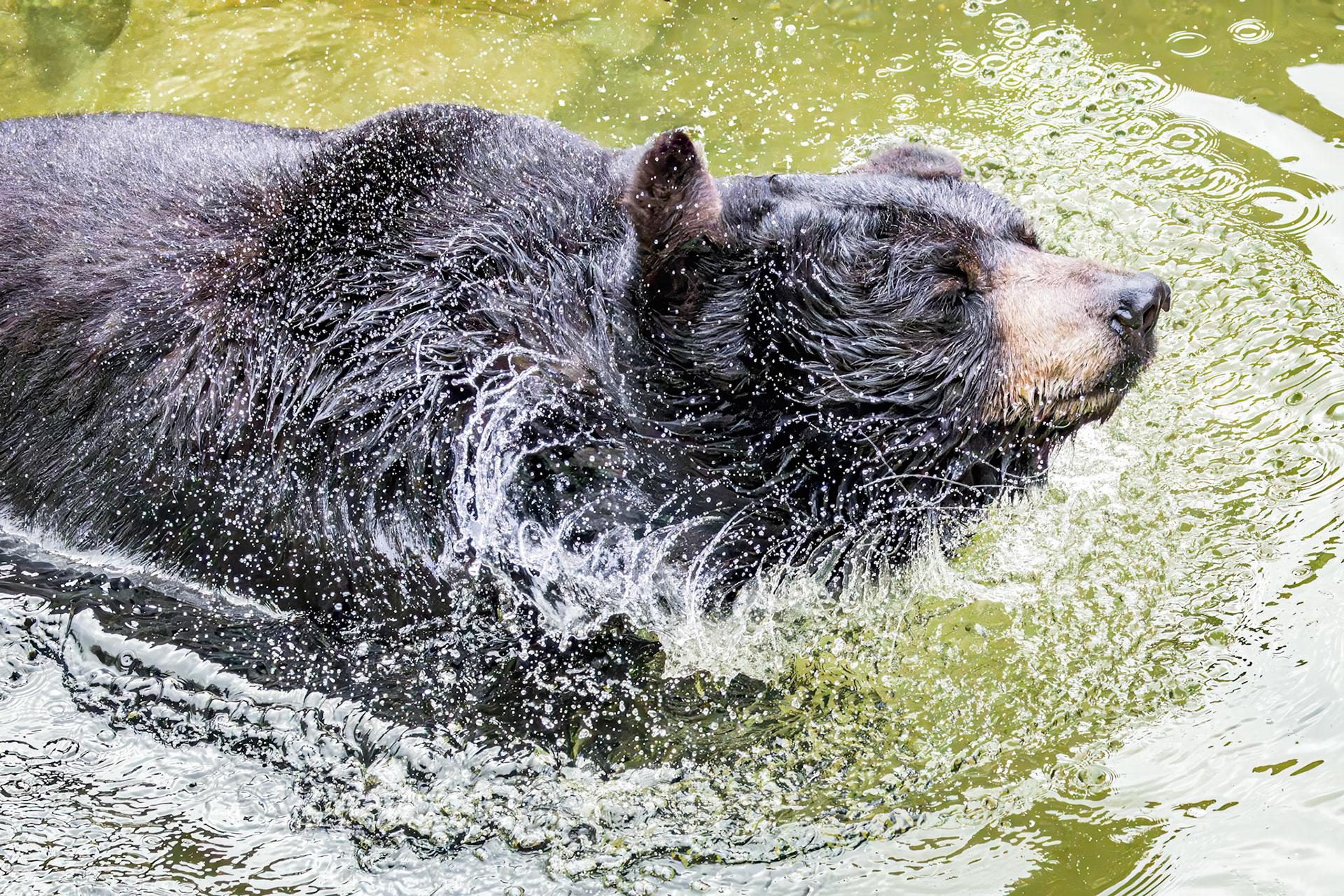 Black bear 14, Grandfather Mountain, NC