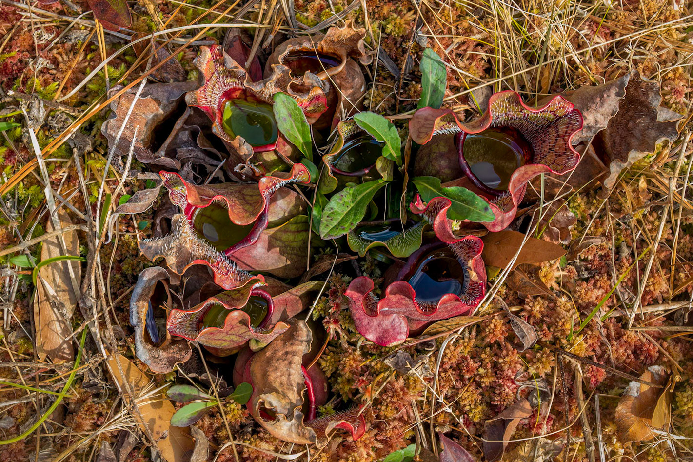 Purple pitcher plant 3, Piney Ridge Nature Preserve