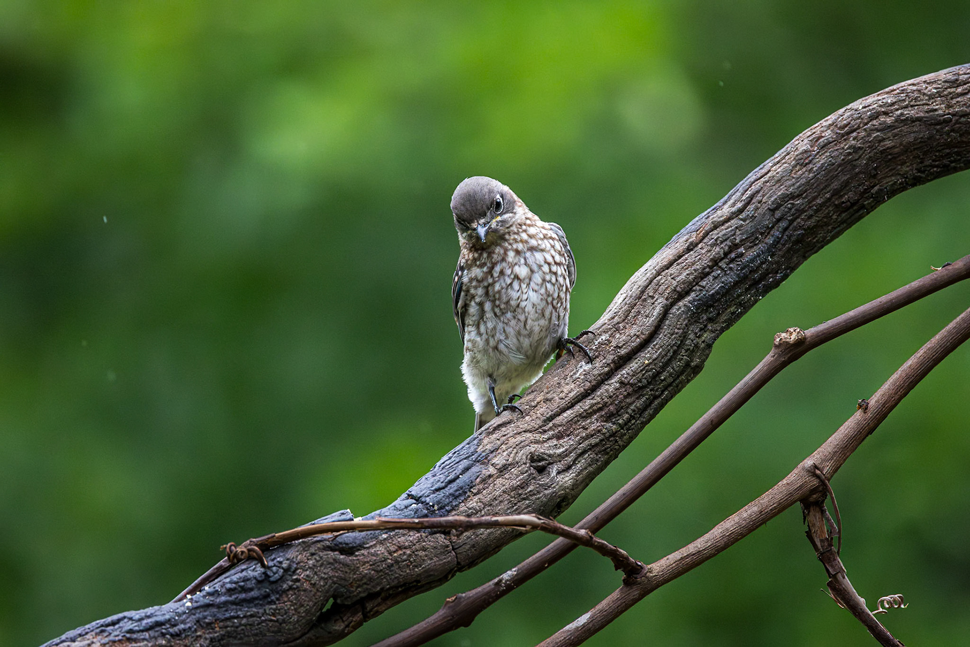 Eastern bluebird - fledgling 67, The Nut House, Clemson, SC