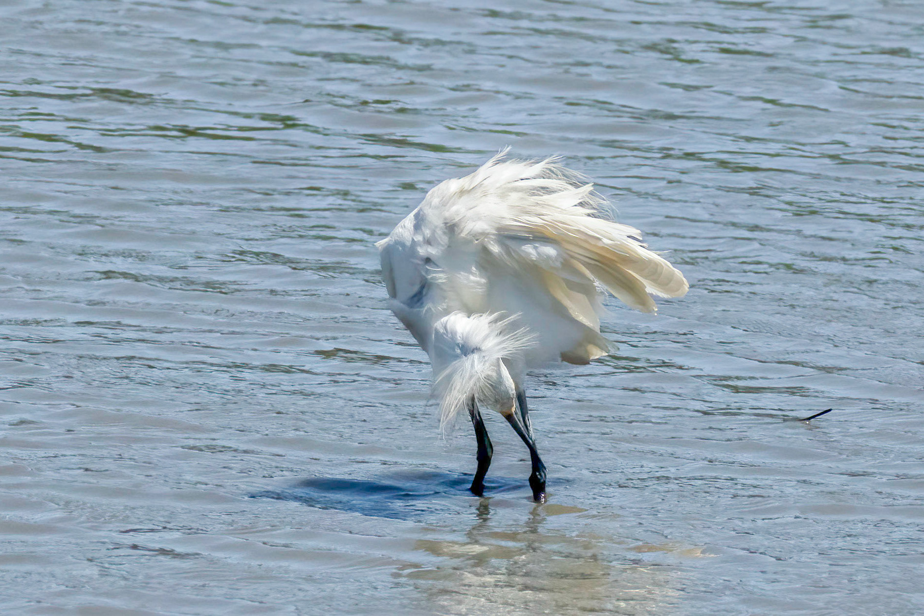 Snowy egret 14, OIB gazebo behind chapel
