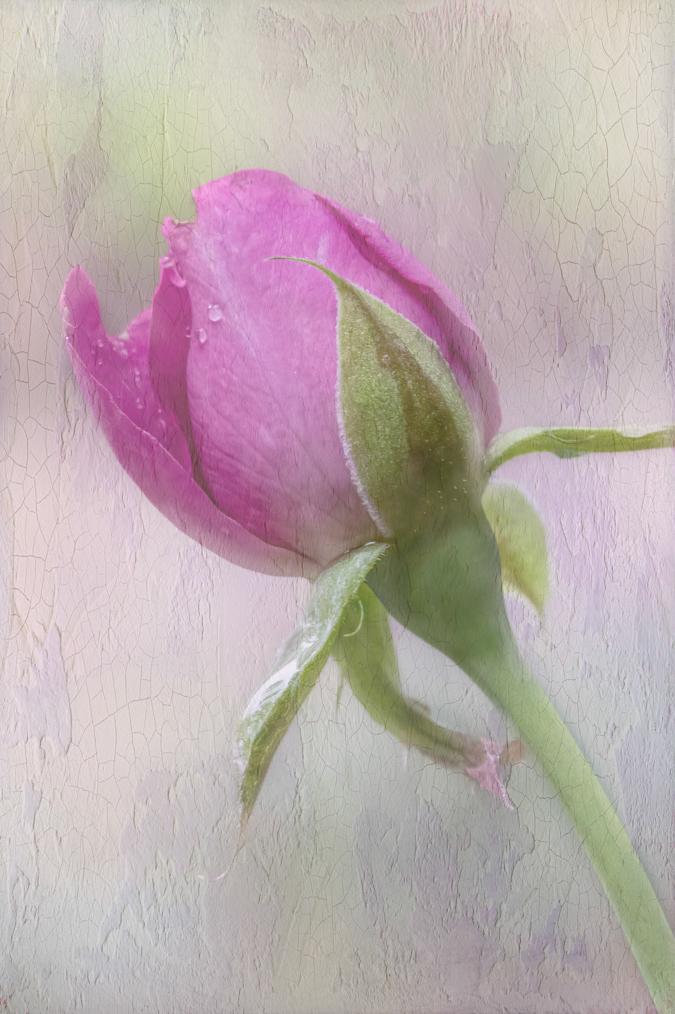 Rose bud 3, Brunswick County Botanical Gardens