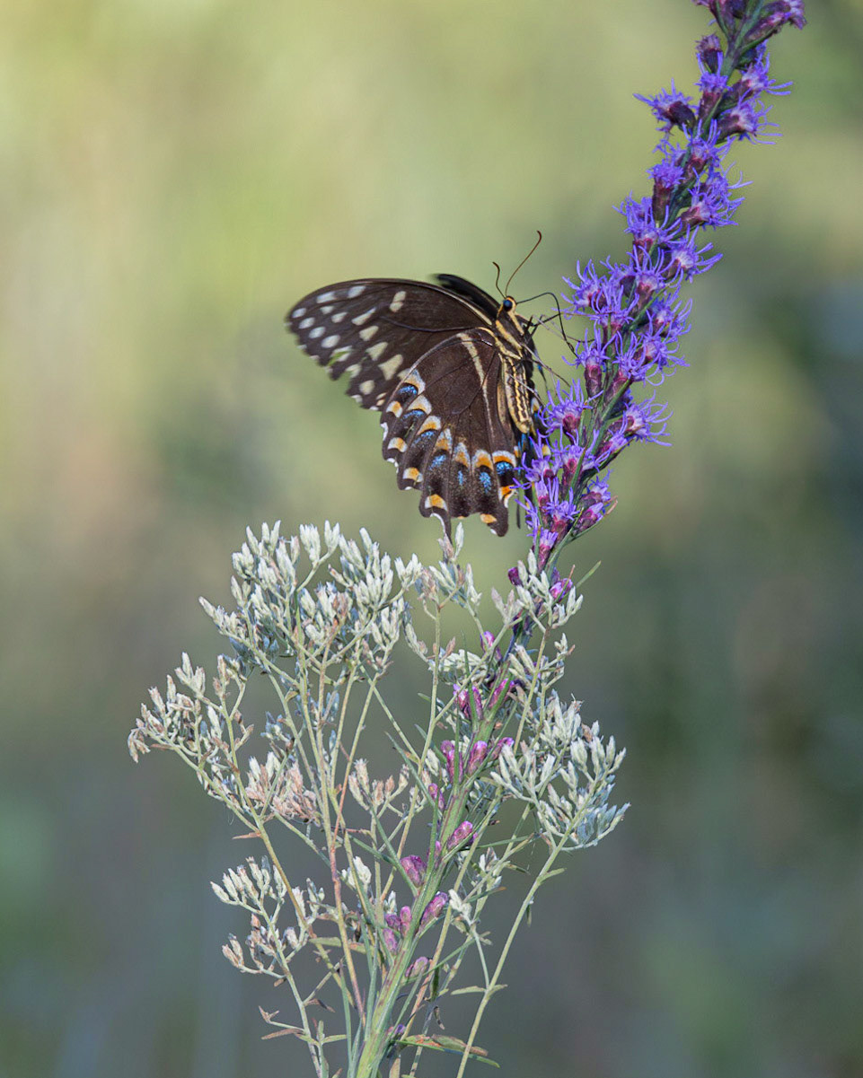 Palamedes swallowtail on dense blazing star 1, Green swamp area