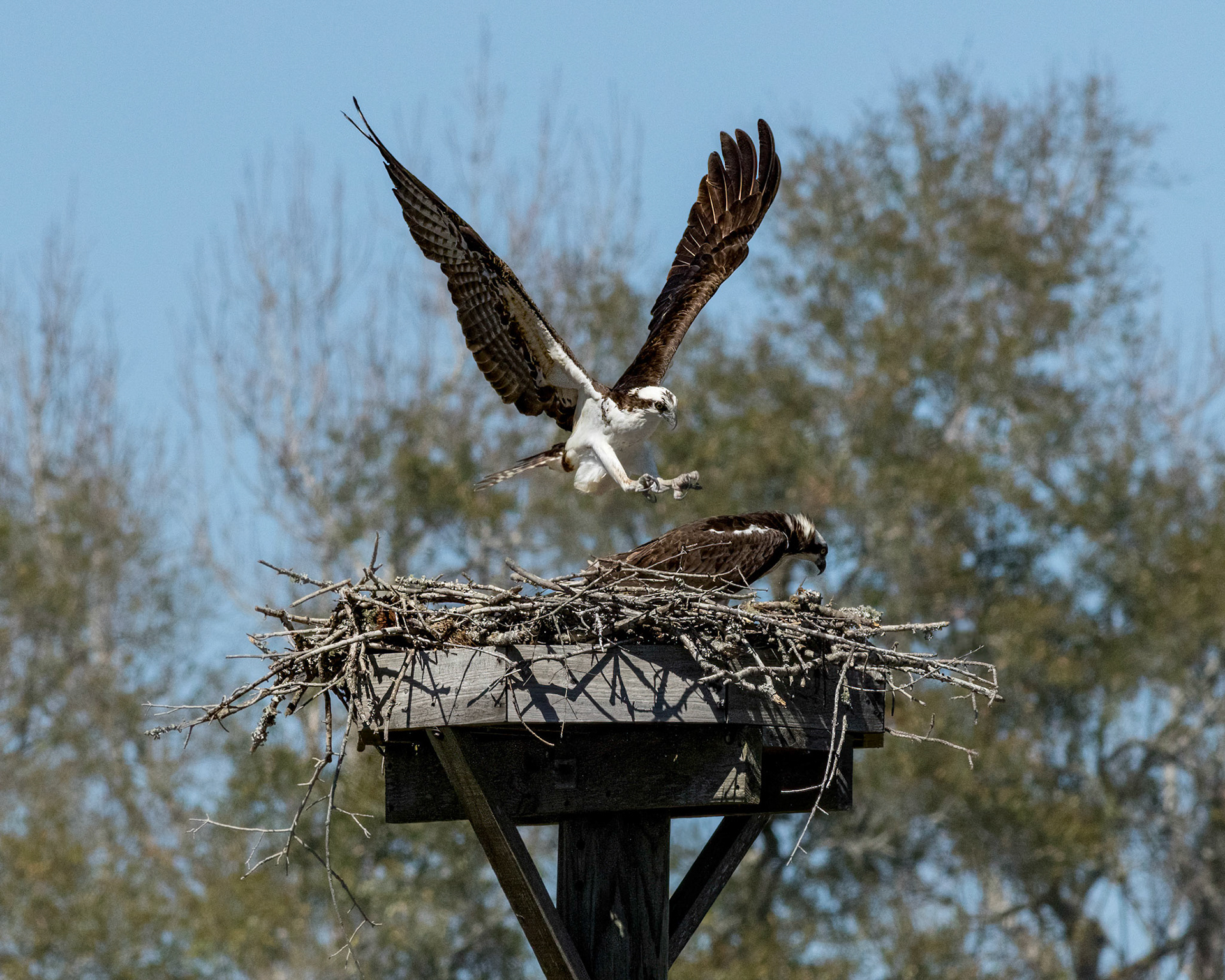 Osprey 70, platforms, Sea Trail