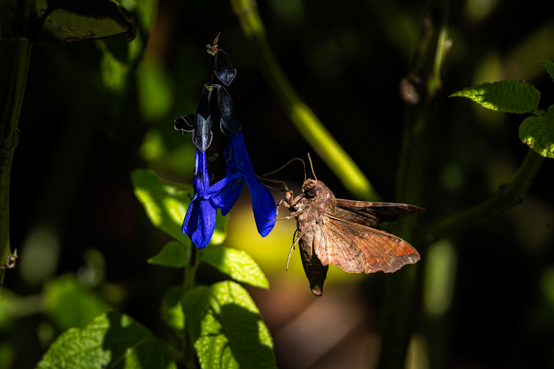 Sphinx moth 3, Private home in Calabash, NC