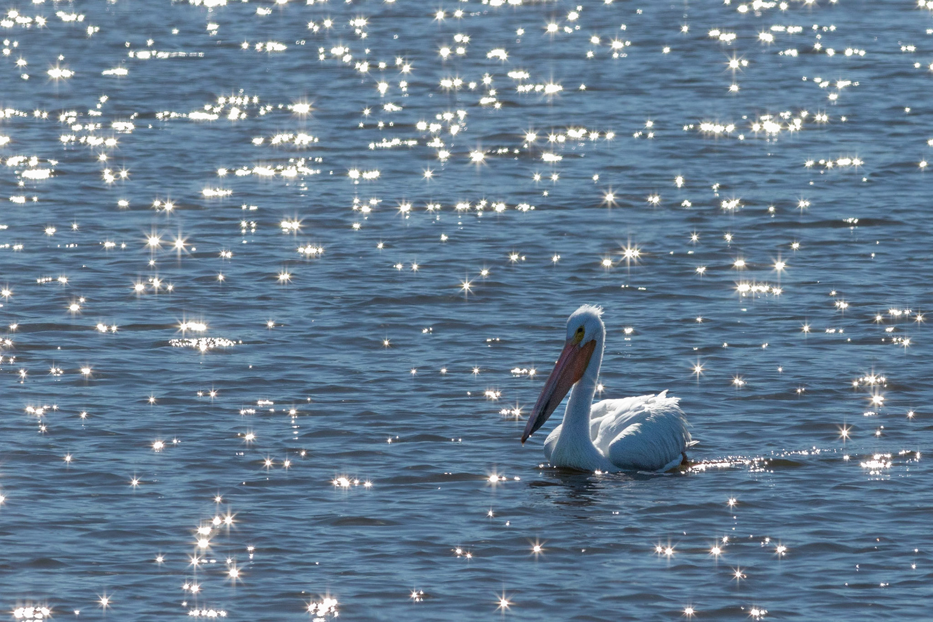 White pelicans 15, Huntington Beach SP, SC