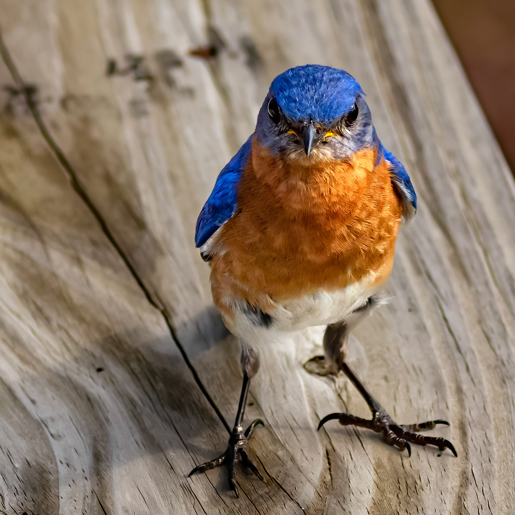 Male Eastern Bluebird 10, OIB