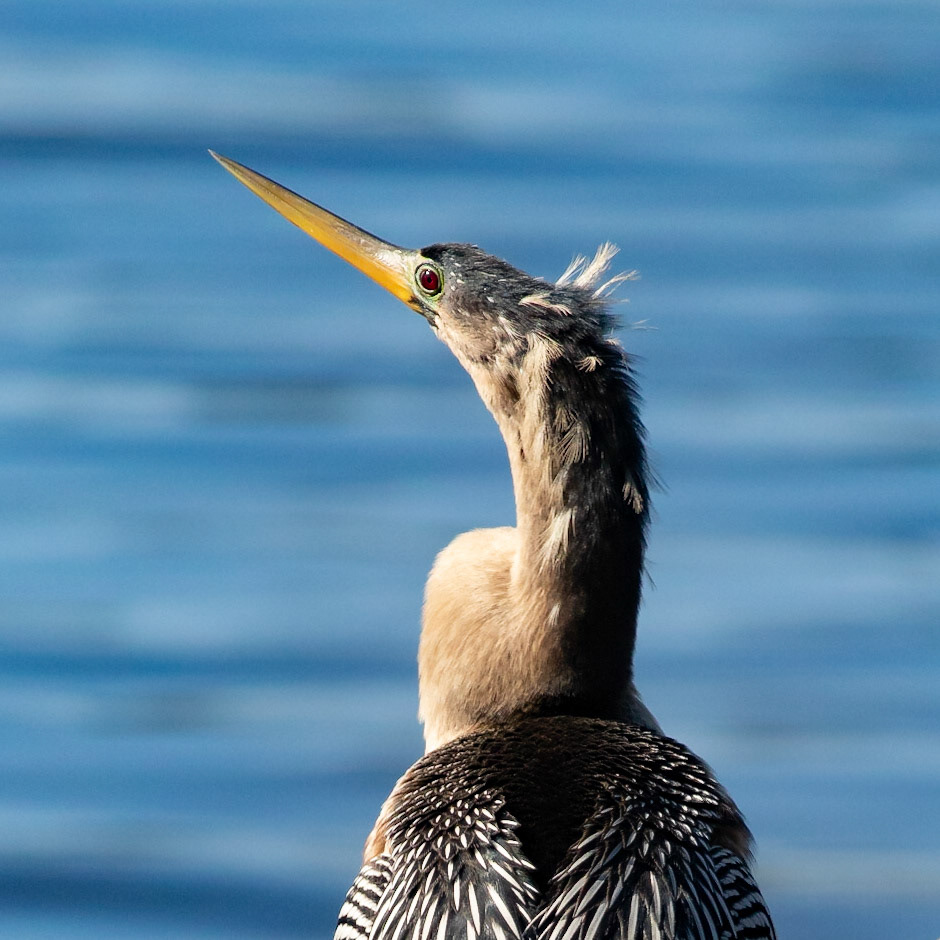 Anhinga 5, Huntington Beach SC, Mating Plumage