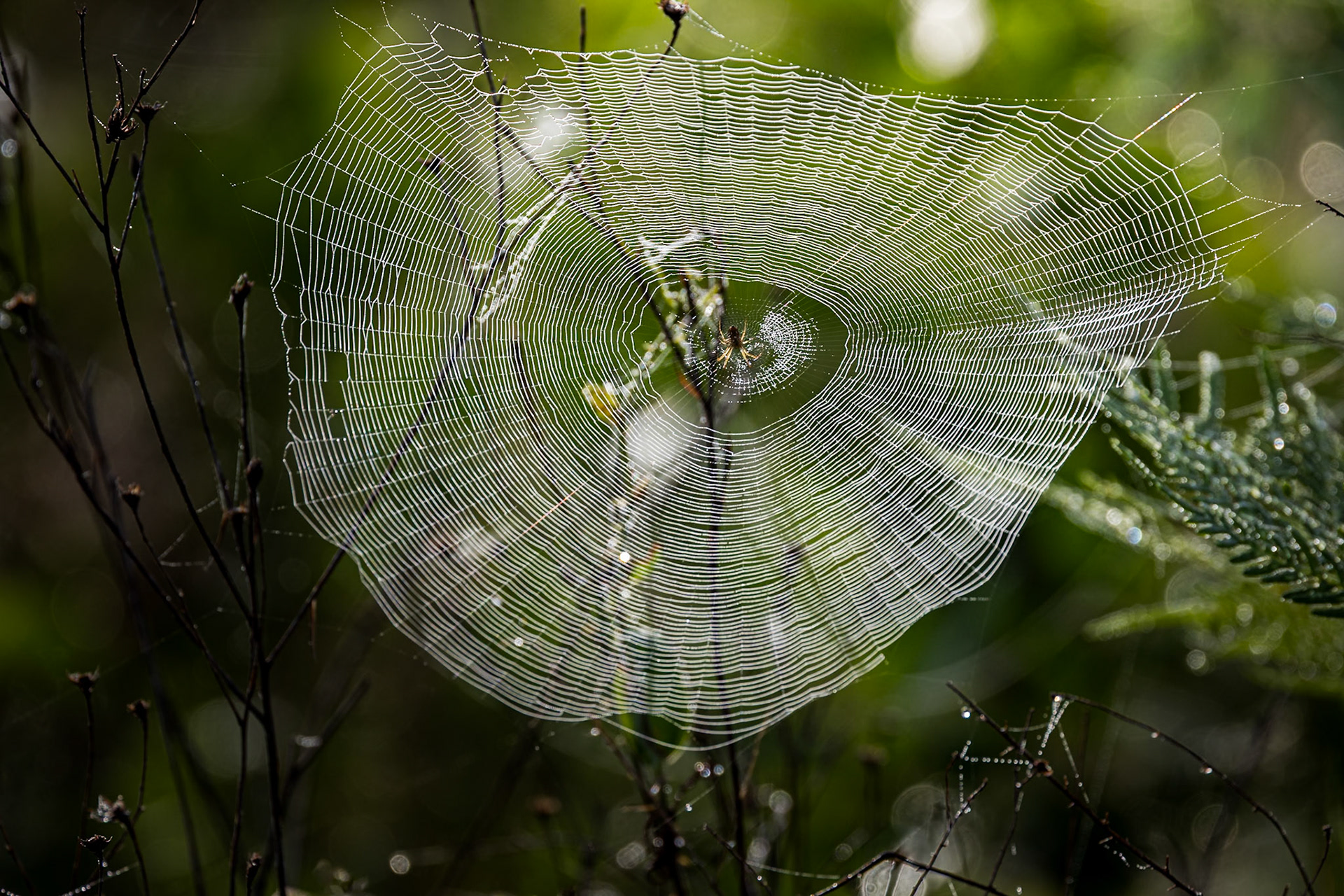 Dewy spider web in morning sun, Greater Green Swamp area