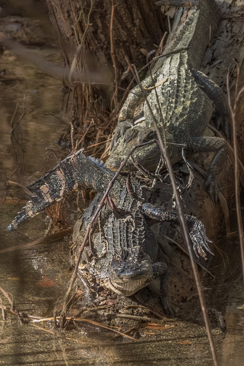 Gator 8, Huntington Beach State Park, SC