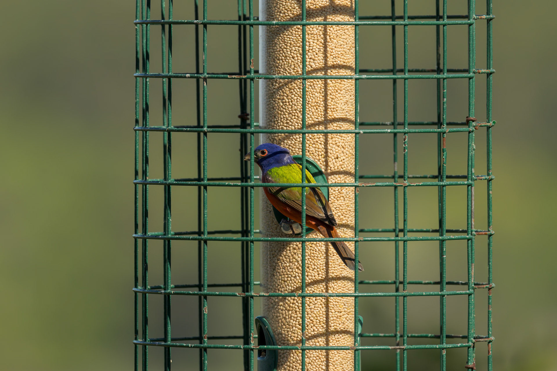 Painted bunting - male 3, Huntington Beach State Park, SC
