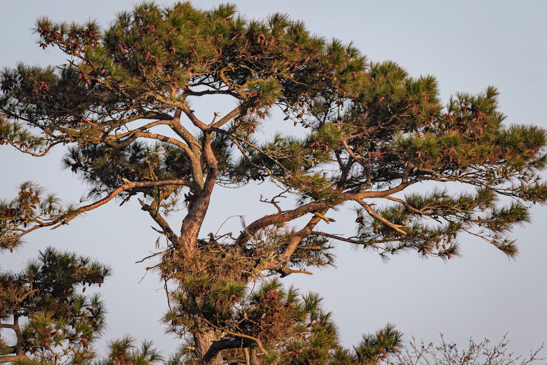 Bald Eagle 40, Carl Bazemore Platform, Sunset Beach