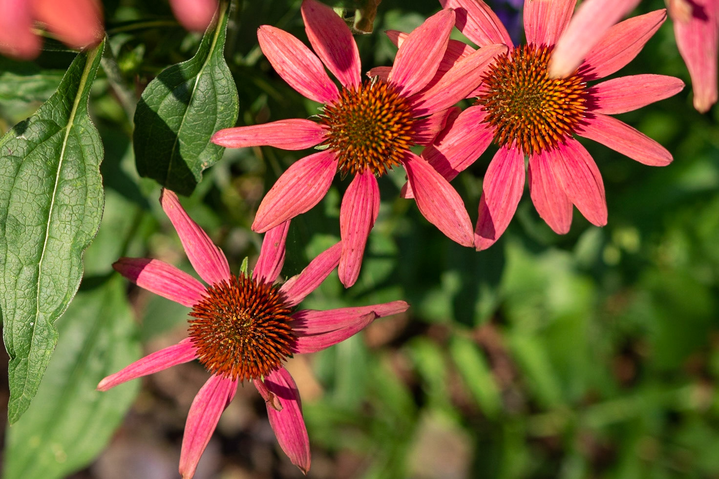 Fearrington Village, NC 10