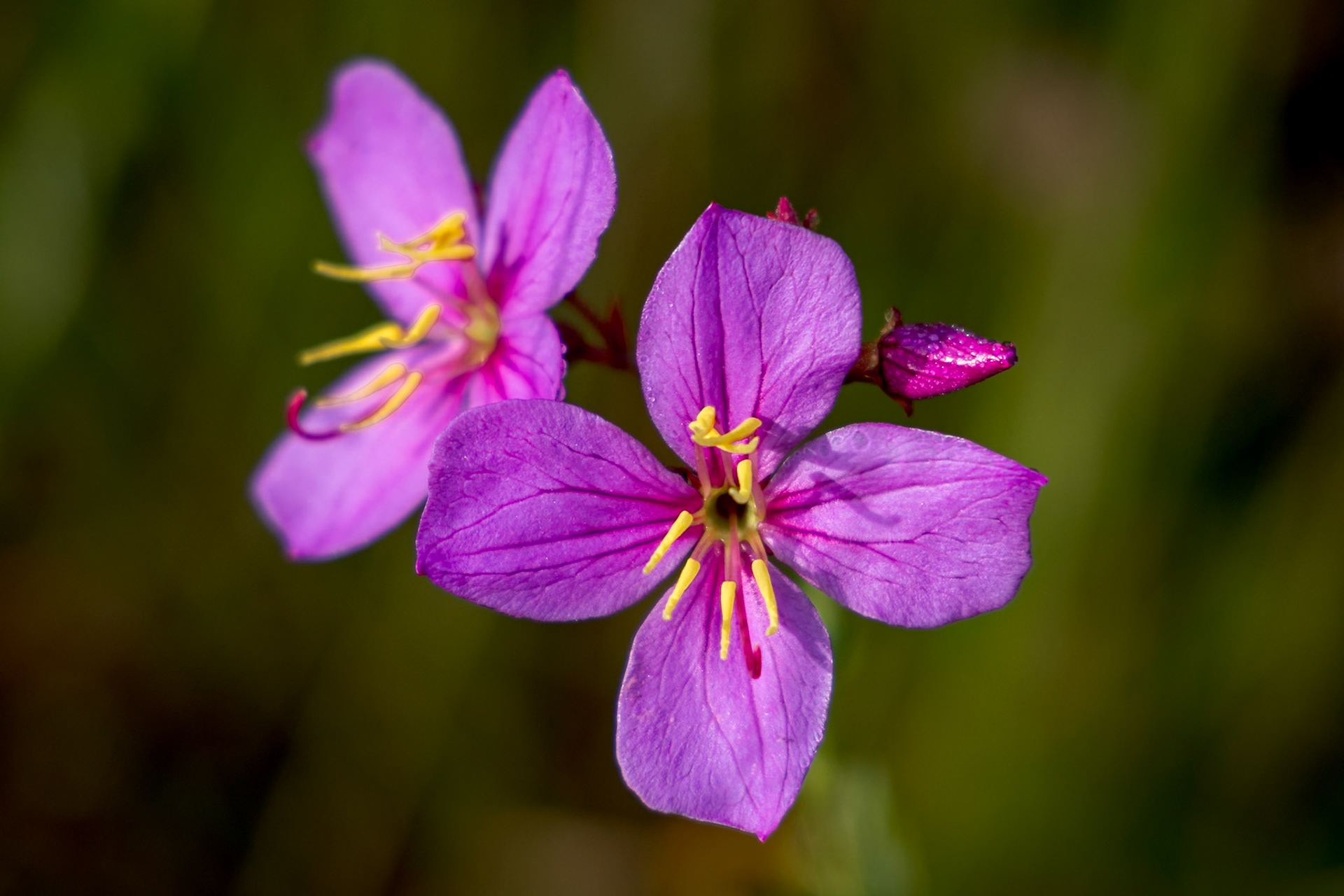 Savannah meadow beauty, Green Swamp Preserve