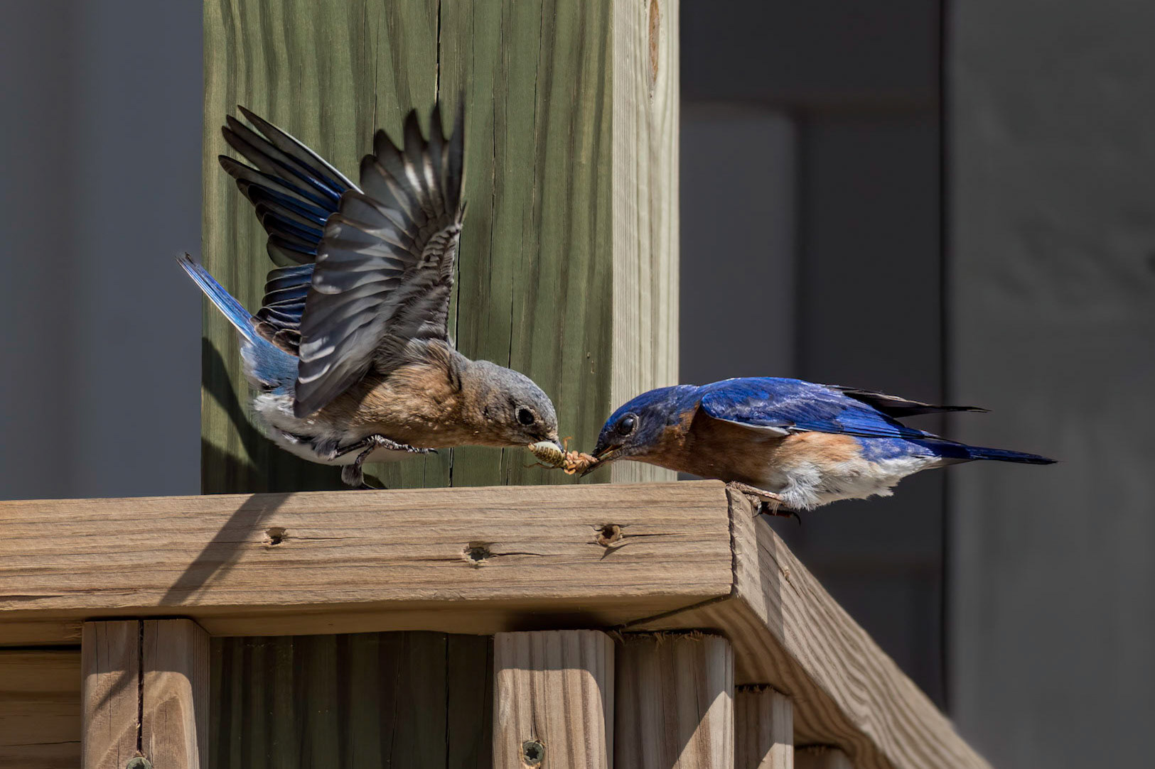 Eastern bluebirds 45, OIB