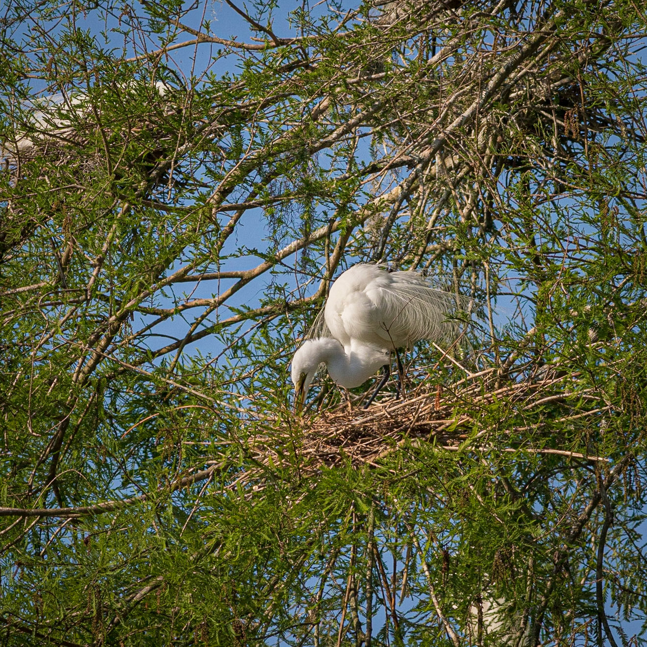 Great egret 52, Magnolia Plantation and Gardens, SCAIR 50