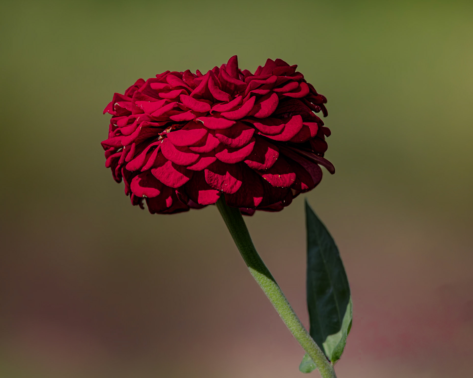 Zinnia 6, Brunswick County Botanical Gardens