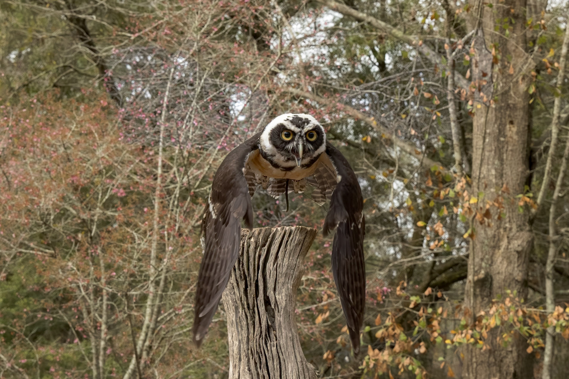Spectacled owl immature 8, Center for Birds of Prey, Awendaw, SC