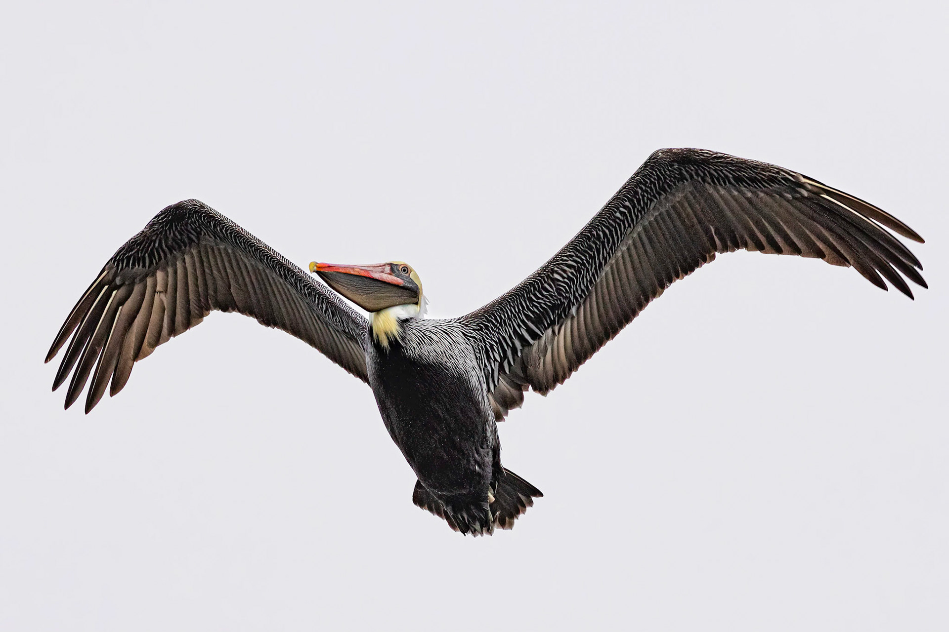 Pelicans 43, Sunset Beach, Oyster Bay golf course
