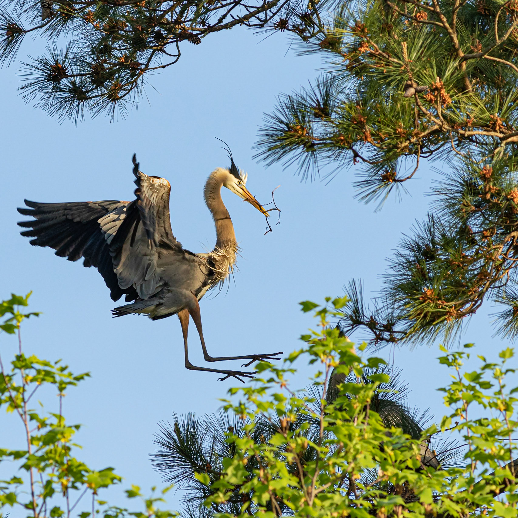 Rookery 1, Sea Trail