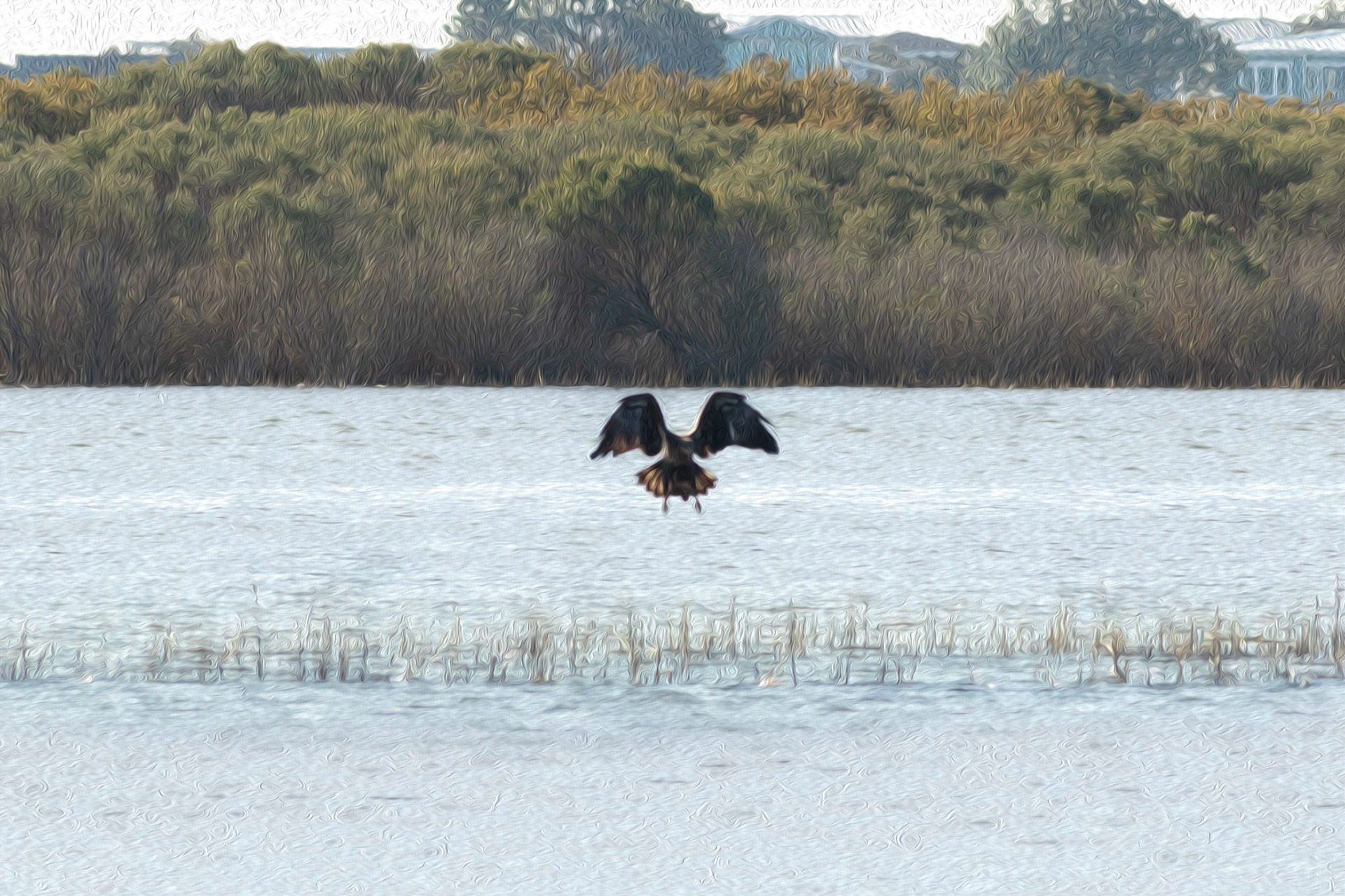 Oil painting 10, juvenile bald eagle fishing, Sunset Beach, NC