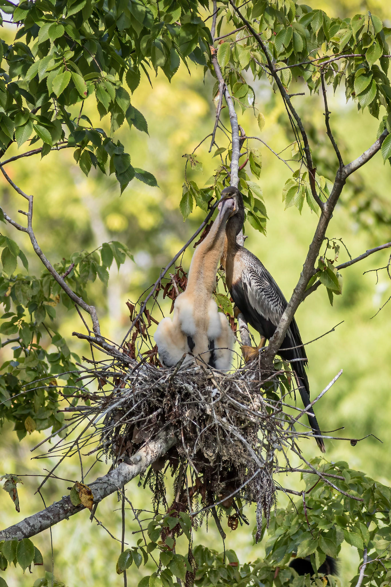Anhinga nest 41, Sea Trail, Week of August 1, Nest 2