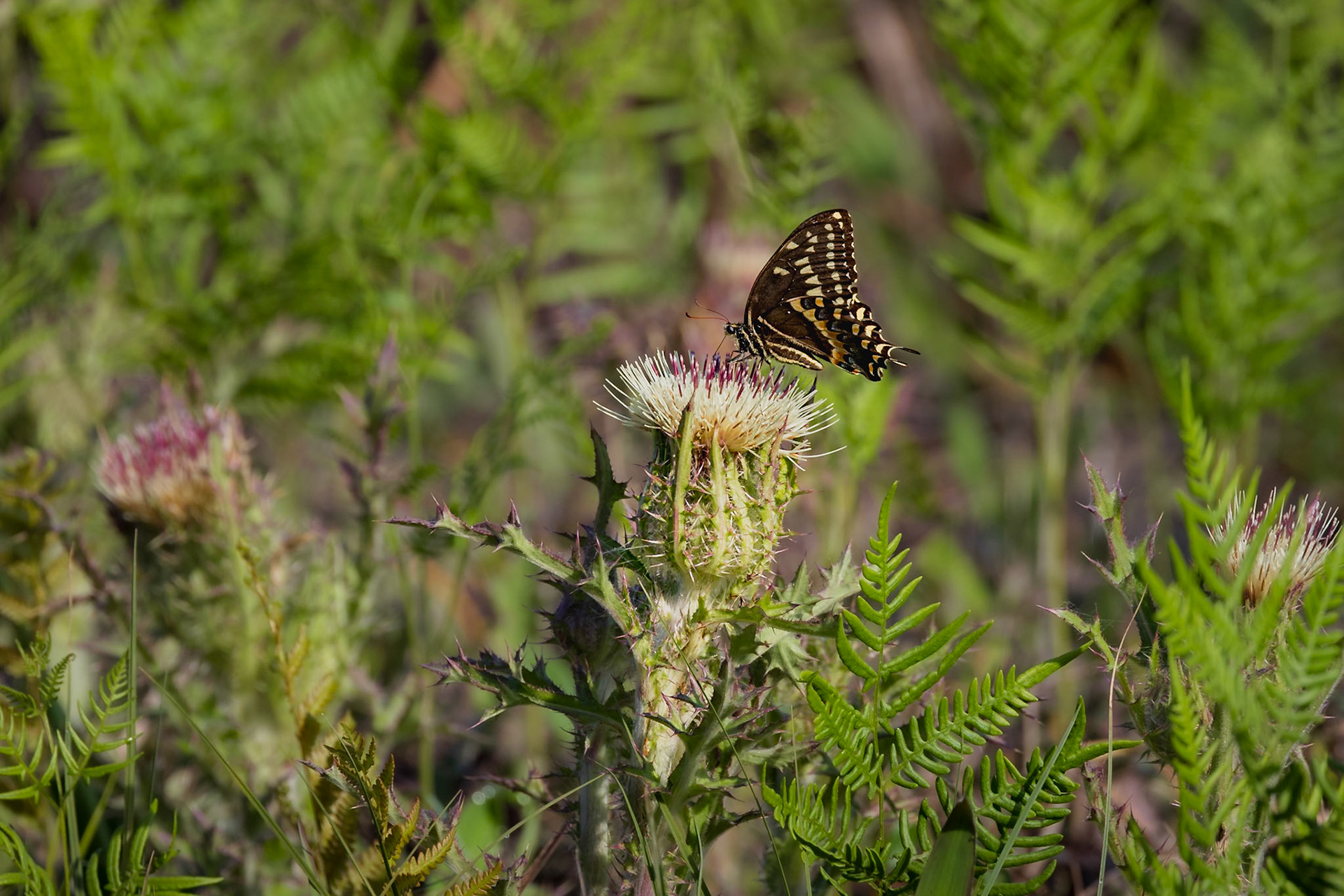 Yellow thistle with palamedes swallowtail 4, Greater Green Swamp Area