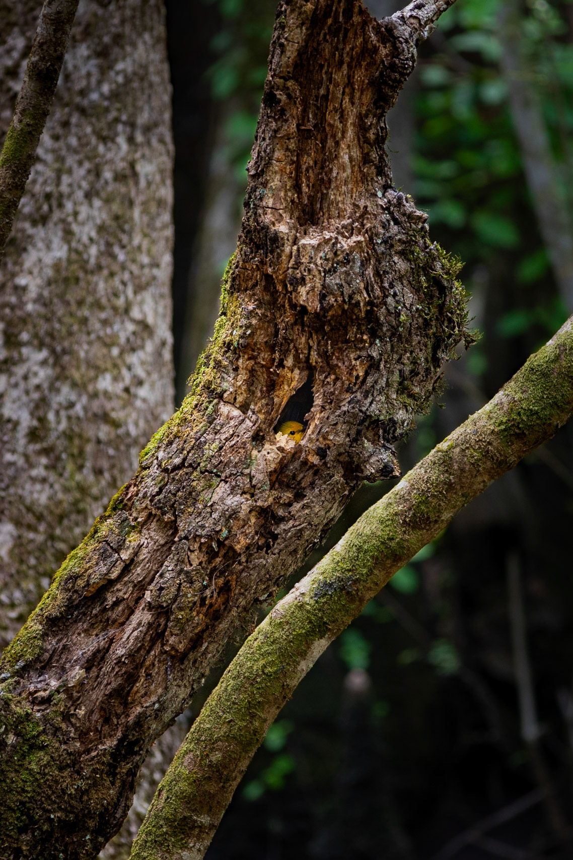 Prothonotary warbler 8, Beidler Audubon Forest, SCAIR 73