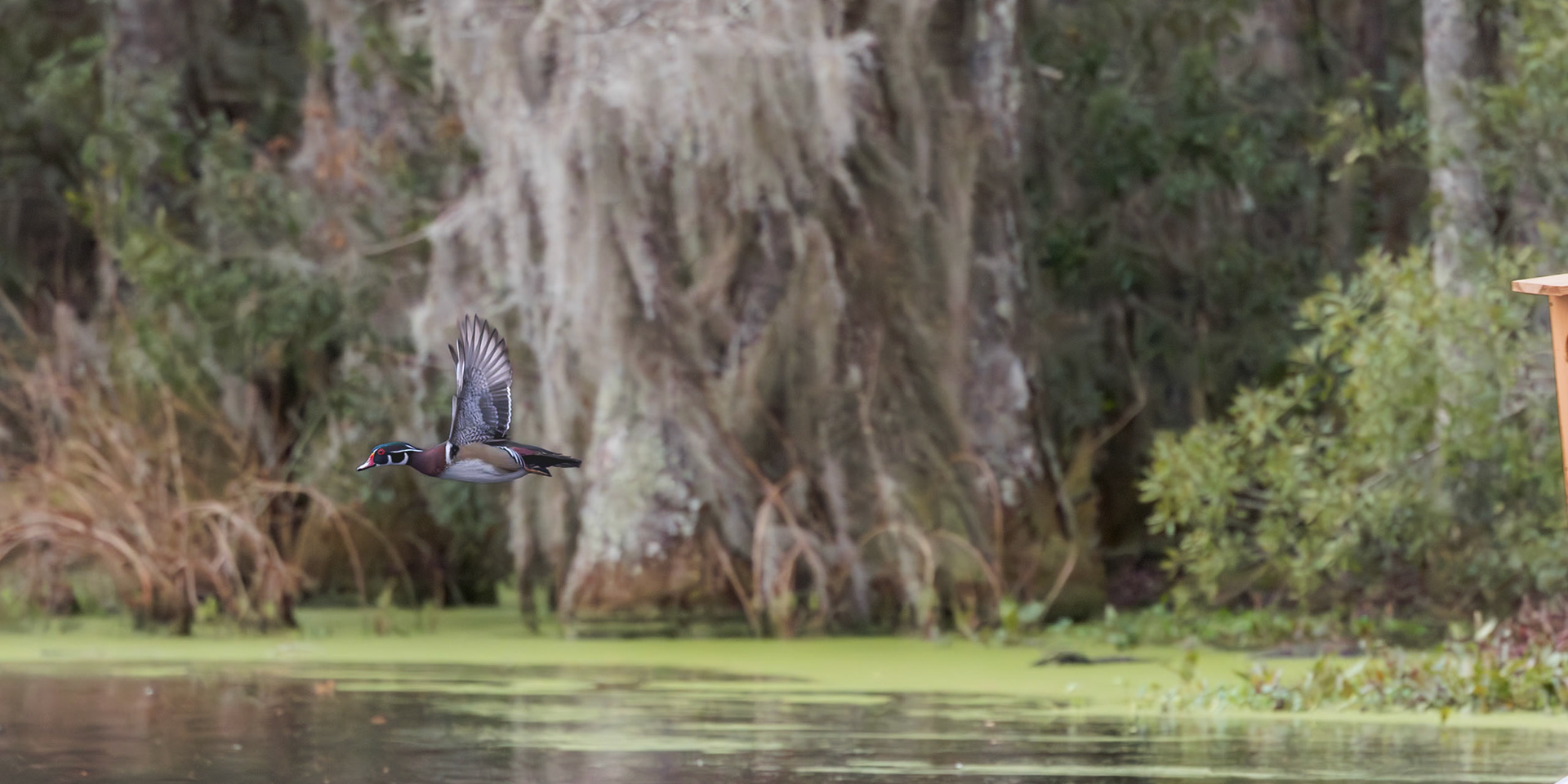 Wood duck 9, Magnolia Plantation Audubon Swamp Garden