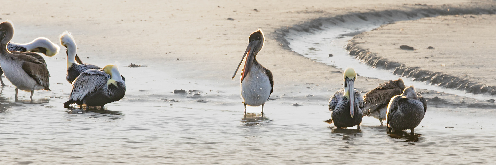 Brown Pelicans 80, Calabash