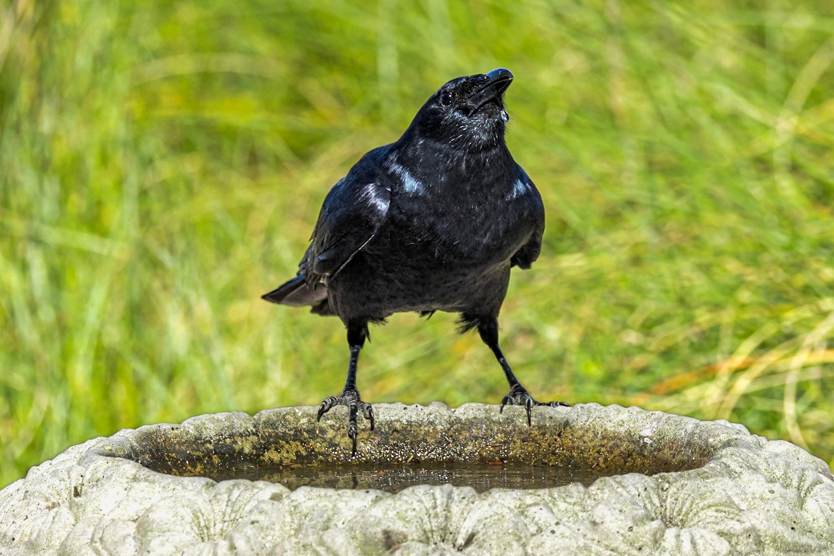 Fish crow 3, Huntington Beach State Park, SC