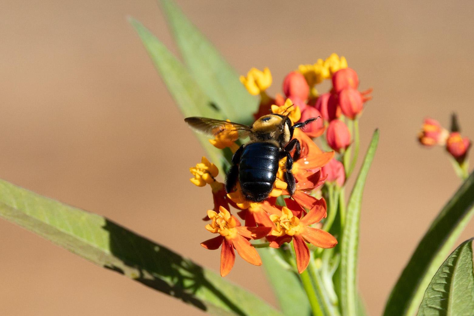 Bee 28.5b on milkweed, New Hanover County Arboretum
