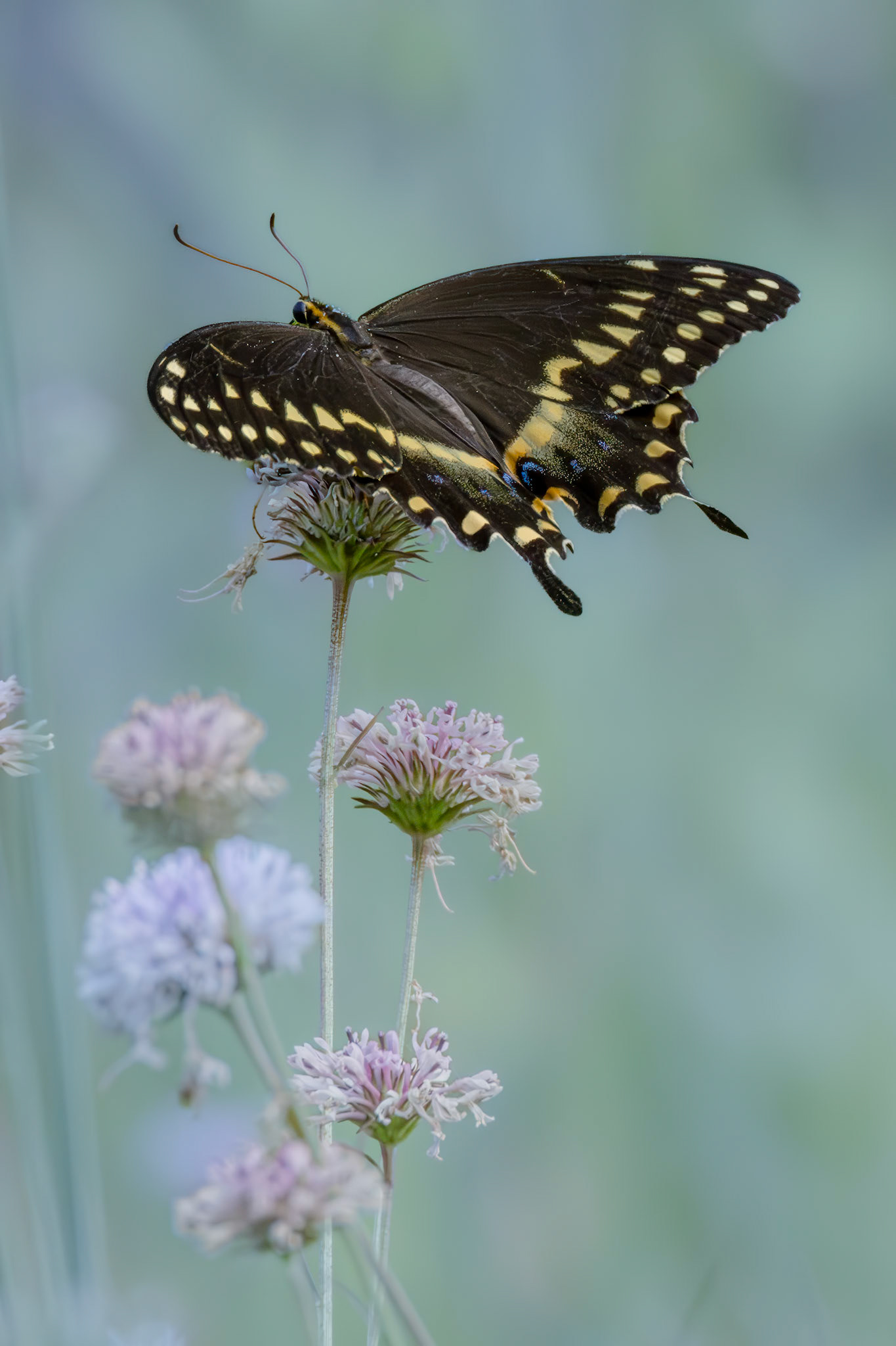 Palamedes swallowtail on Barbara's buttons 2, Green Swamp area