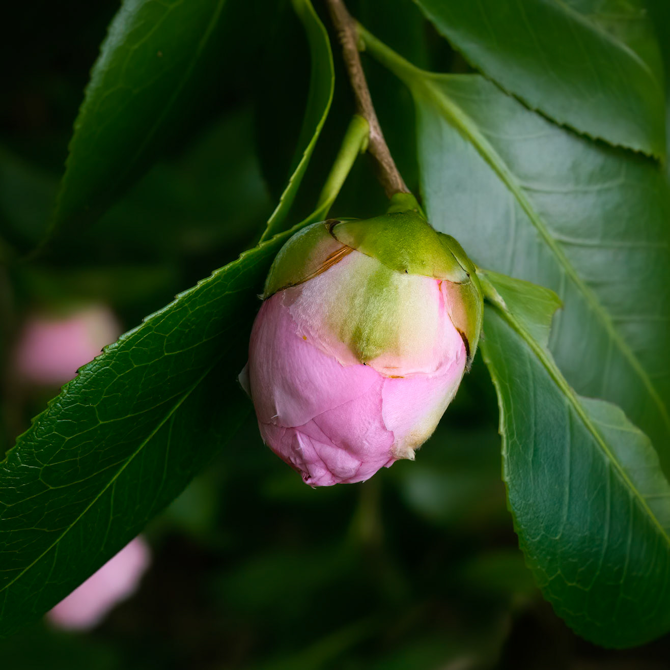 Camellia 4, Brunswick County Botanical Gardens