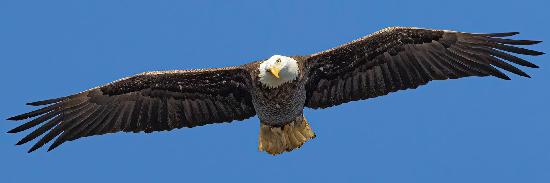 Bald eagle 14, Adult, Huntington Beach SC