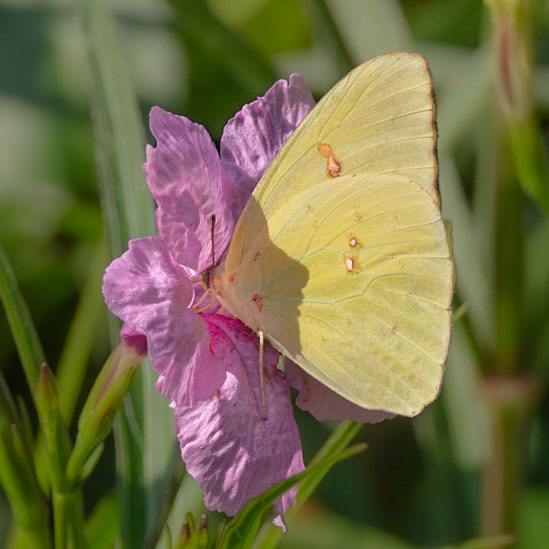 Cloudless sulfer on petunia 1, Brunswick County Botanical Gardens