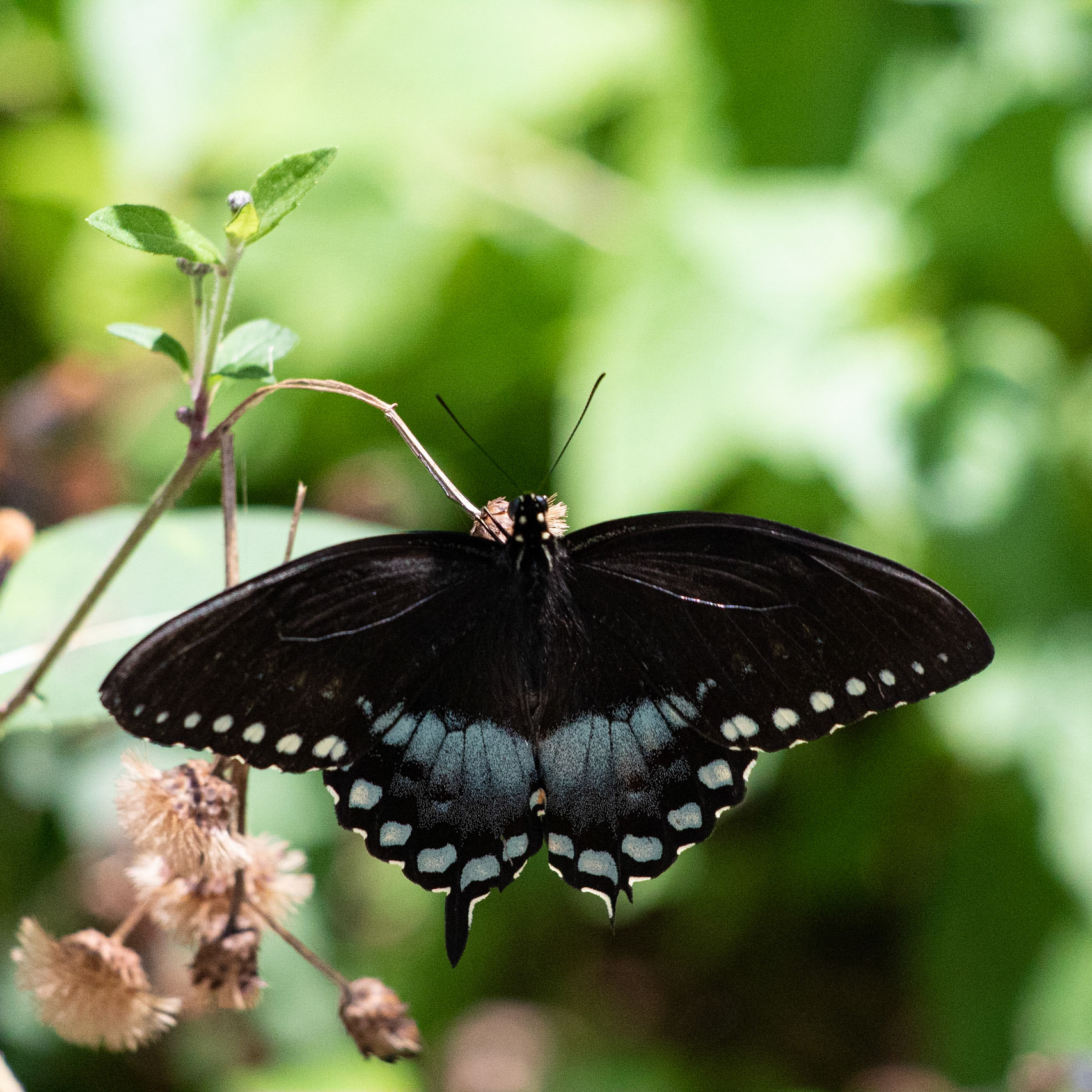 Spicebush Swallow Tail 1, Airlie Gardens