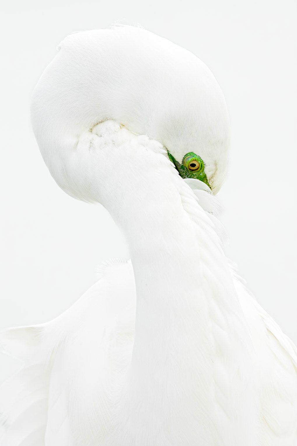 Great egret 98, Huntington Beach State Park