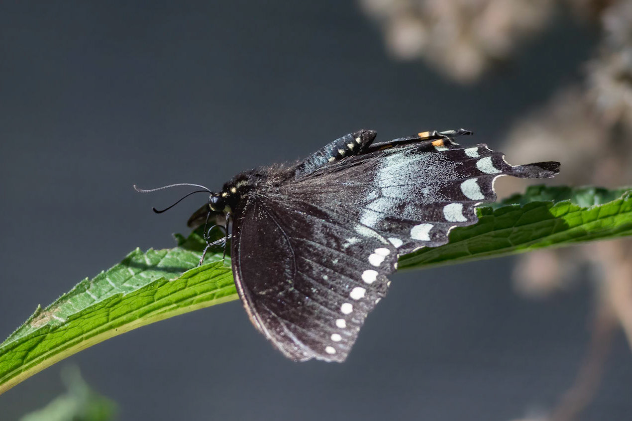 Spicebush swallowtail 1, New Hanover County Arboretum