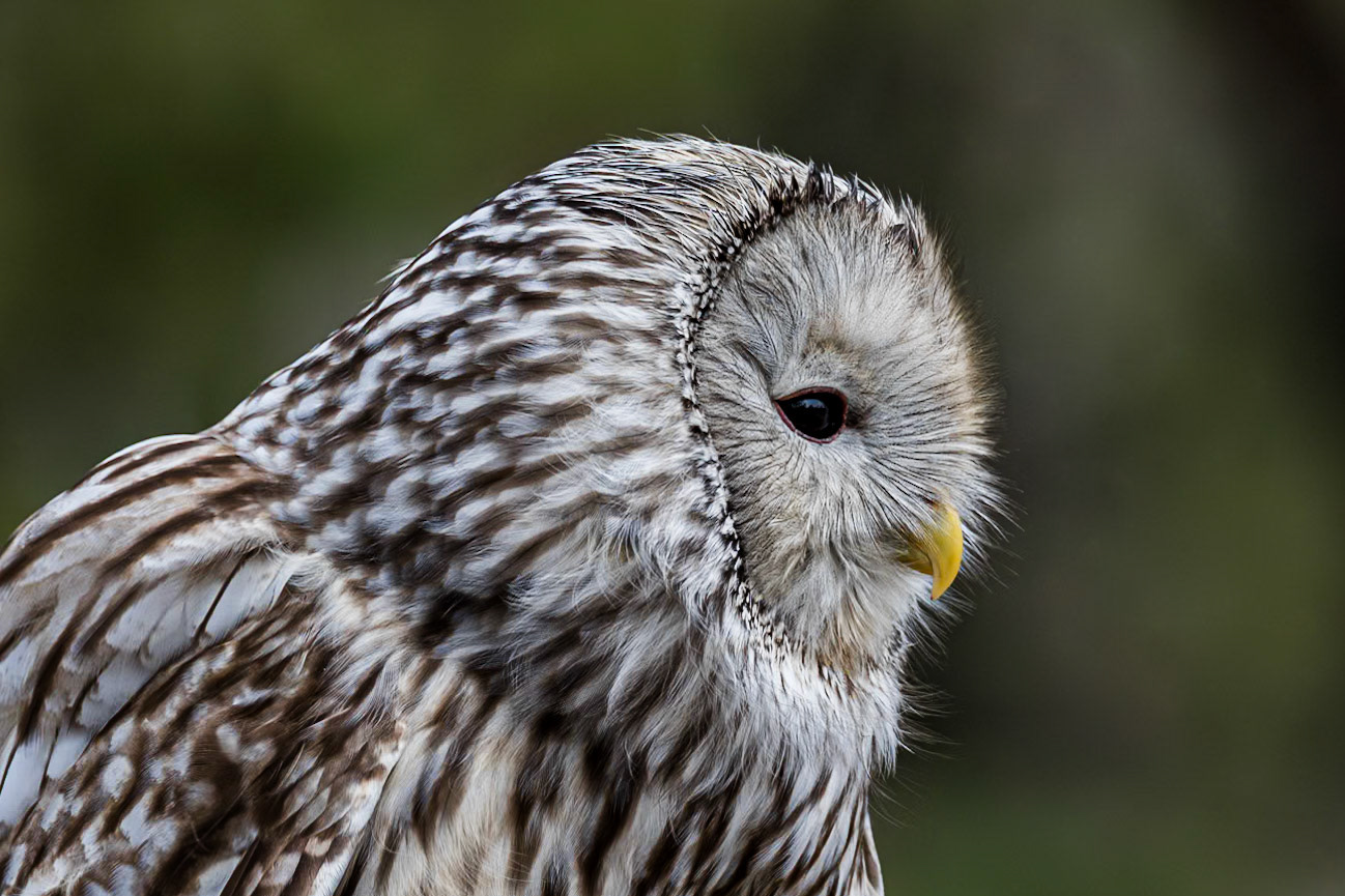 Ural Owl 4, Center for Birds of Prey, Awendaw, SC