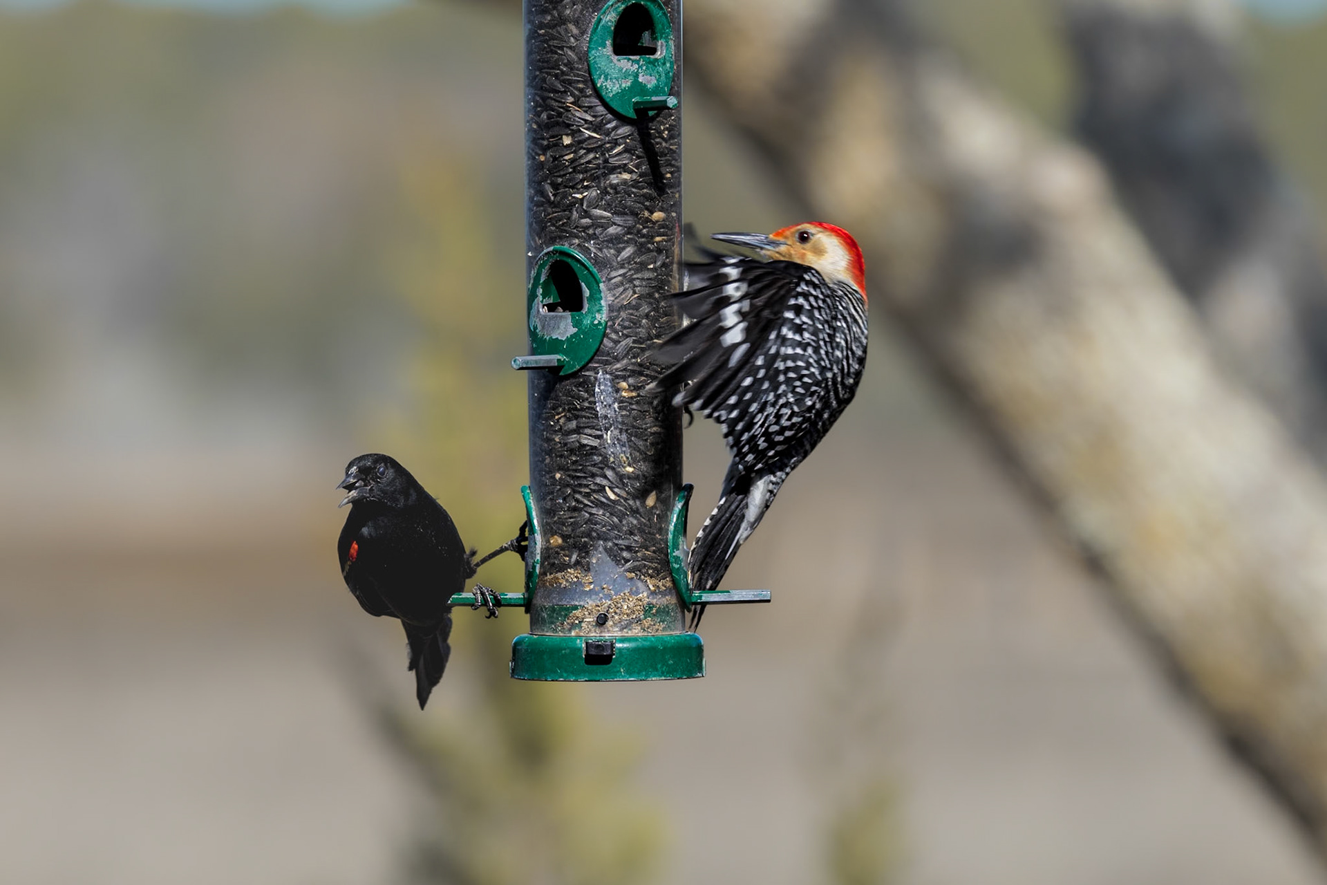 Red bellied woodpecker and red winged blackbird, Huntington Beach State Park