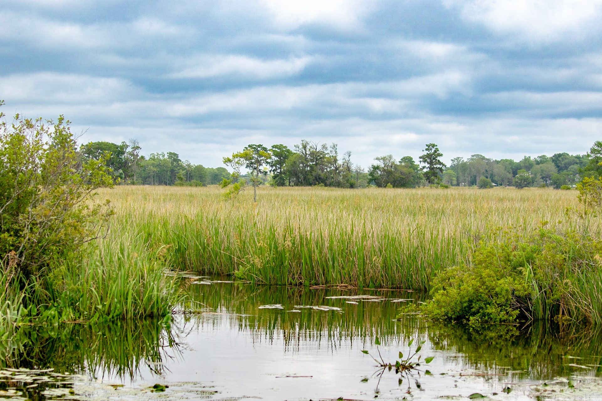 Waccamaw River 5, Plantation River Cruise