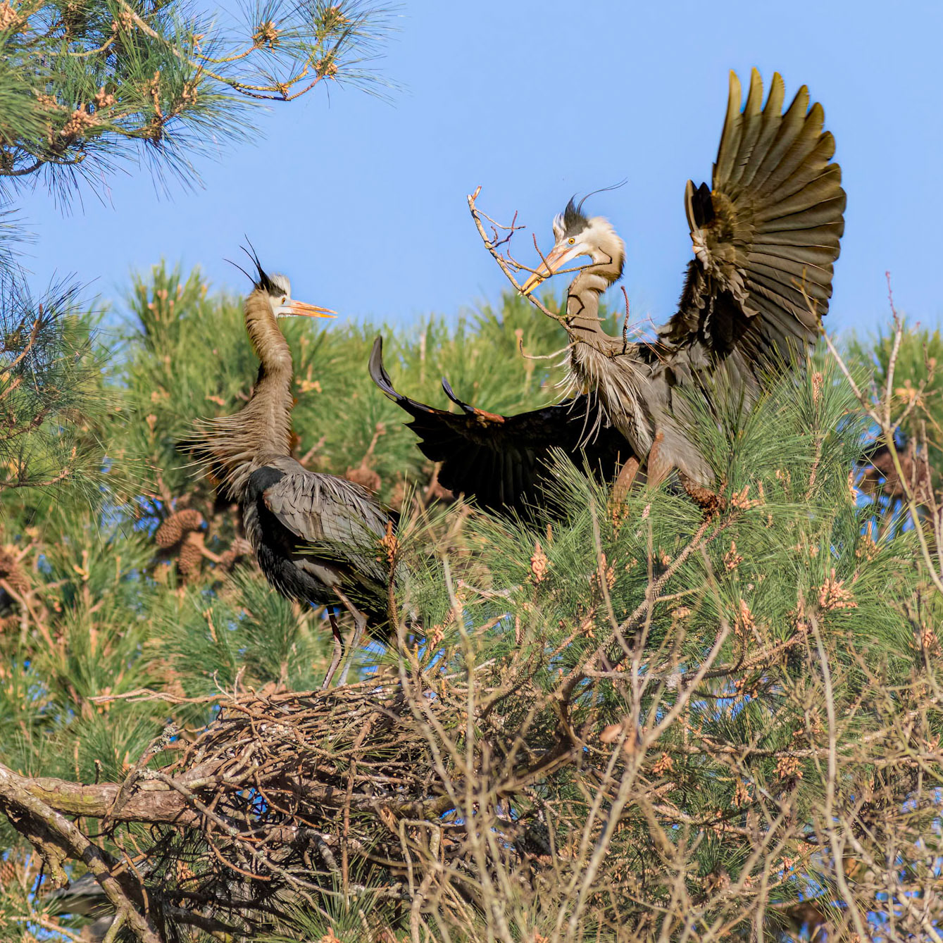 Rookery 42, Sea Trail