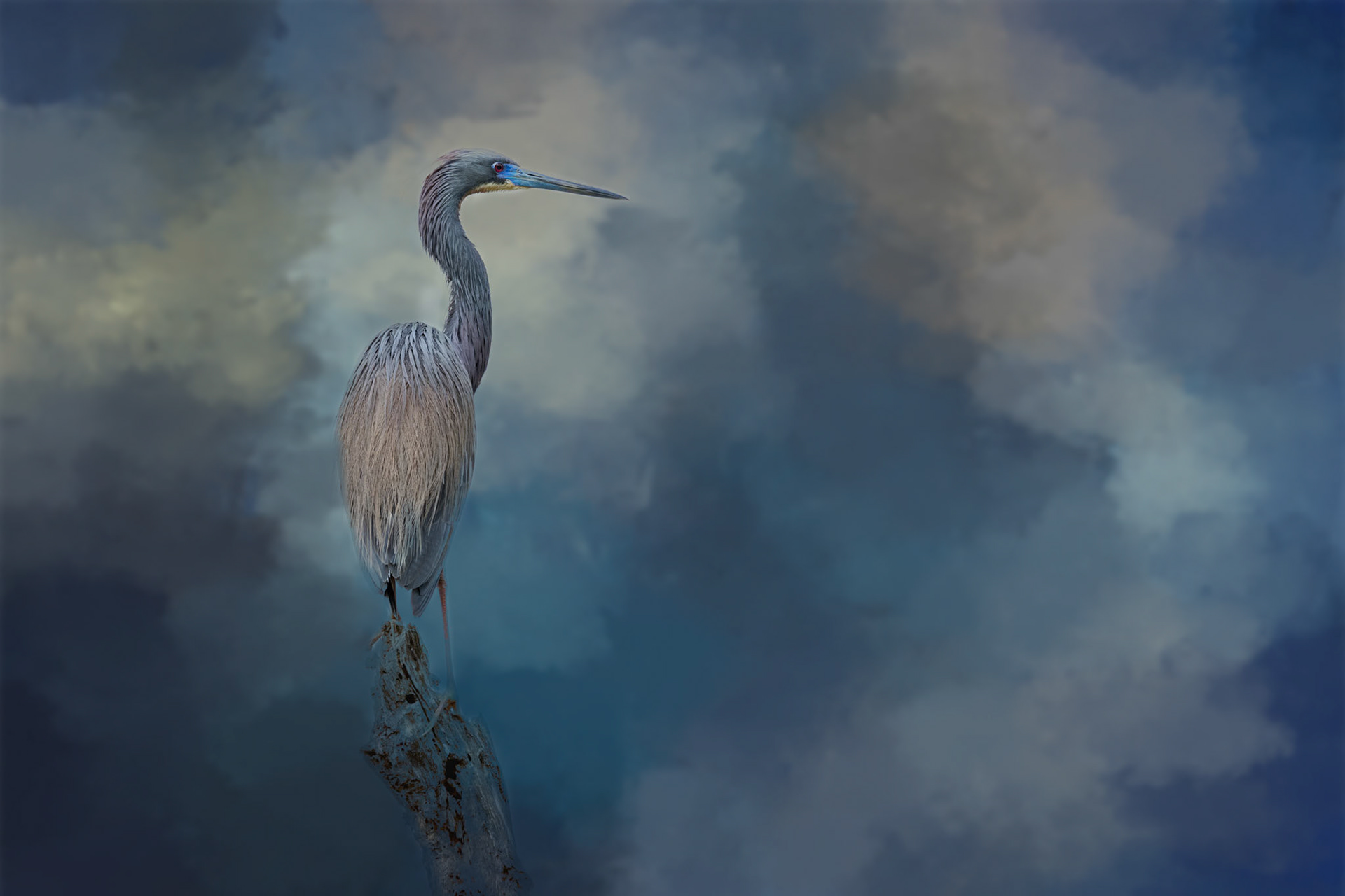 Tricolor heron 41, Huntington Beach State Park, SC