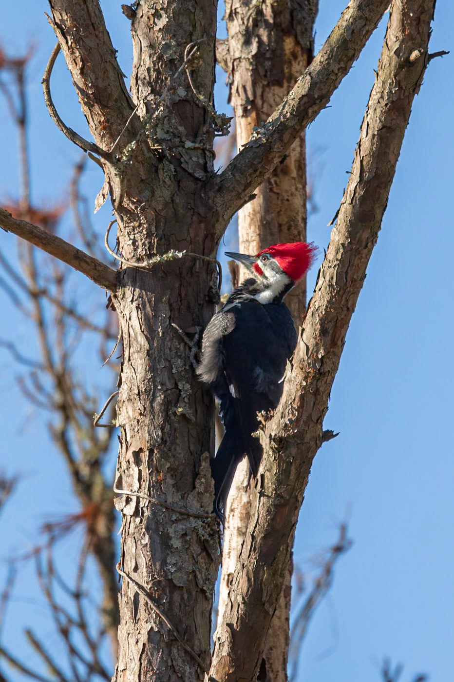 Male pileated woodpecker 2, Huntington Beach State Park, SC