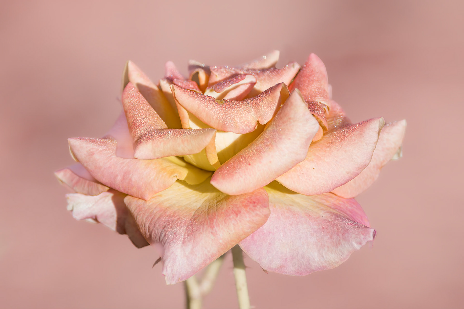 Rose 41, New Hanover County Arboretum