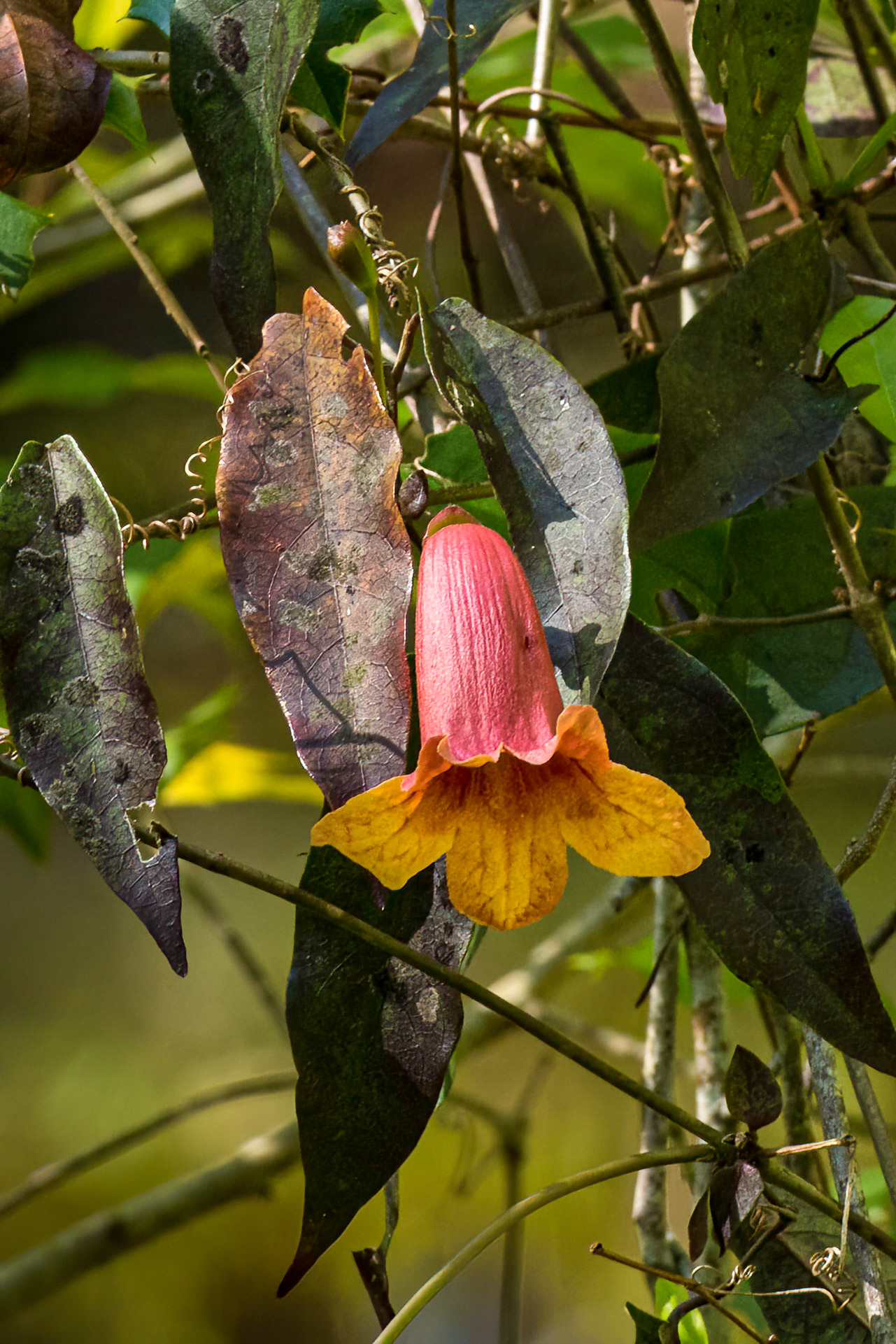 Crossvine, Ev-Henwood Nature Preserve