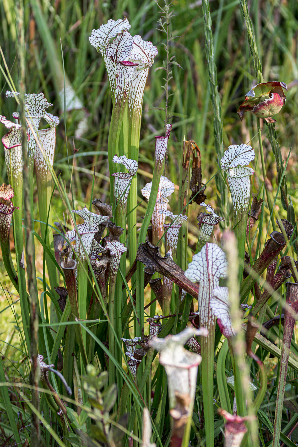 Crimson/white pitcherplant 1, Piney Ridge Nature Preserve