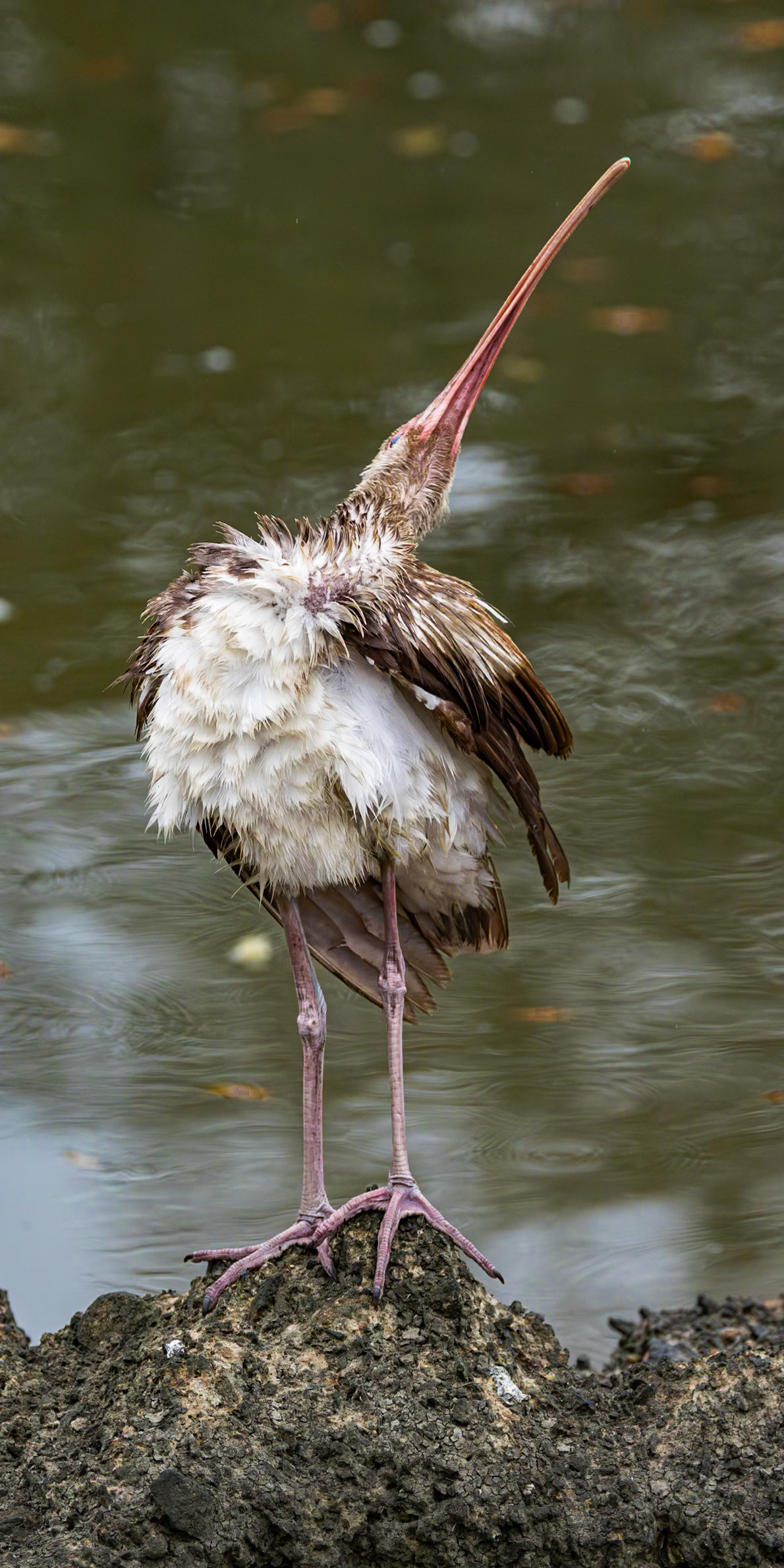White Ibis 6, Magnolia Cemetery, Charleston, SC